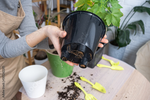 The earthen lump of a home potted plant is entwined with roots, the plant has outgrown the pot. The need for a plant replant. Transplanting and caring for a home plant, rhizome, root rot