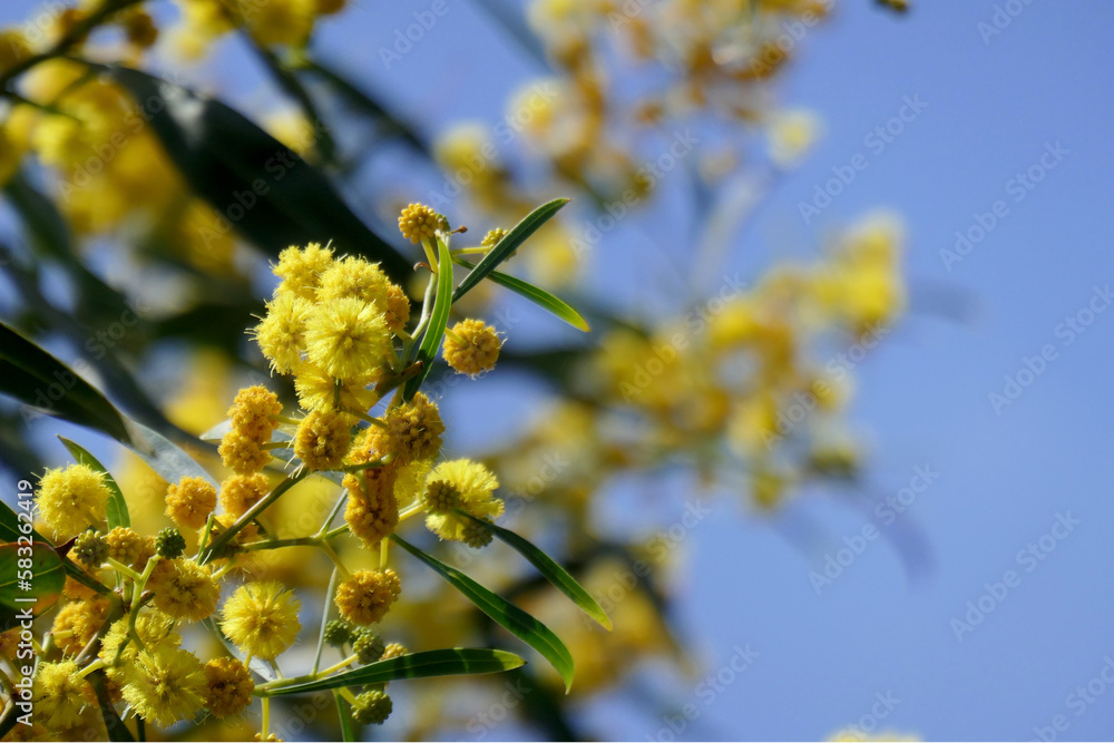 Fototapeta premium 青い空を背景にした満開のミモザ