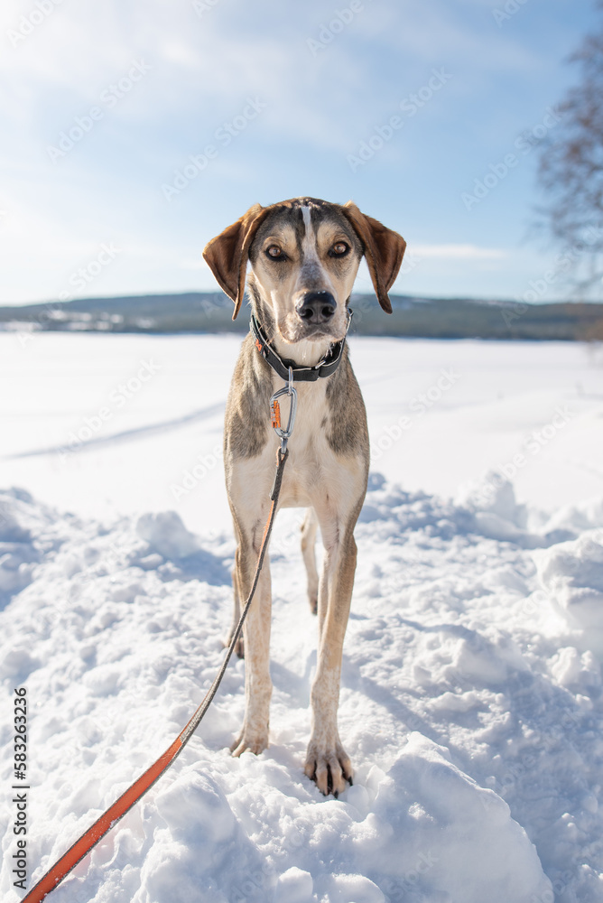 Portrait of dog