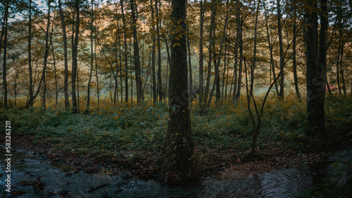 Autumn forest landscape  Central Europe 