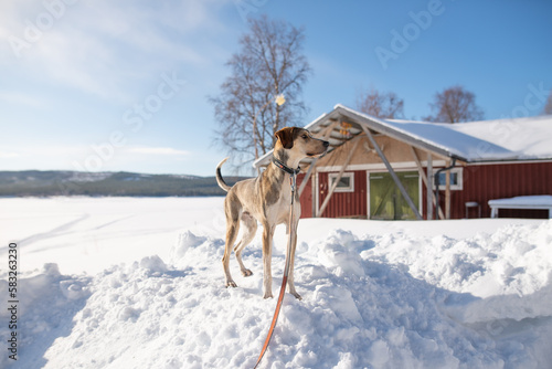 Portrait of dog © Rikke S