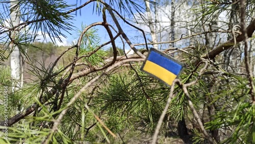 struggle of Ukrainian people for their freedom and independence. Ukrainian flag in pine needles. struggle of Ukraine against Russia. state symbol of Ukraine on pine branch. flag of Ukraine.