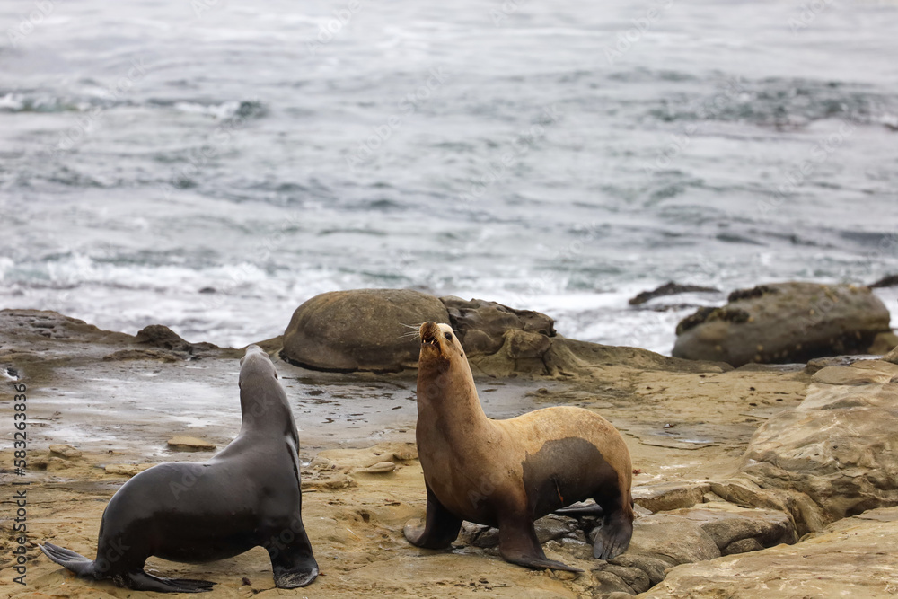 Fototapeta premium A male and a female sea lion talking to each other on a rocky area by the ocean in La Jolla, California. Female seal lion with a cut on her skin.