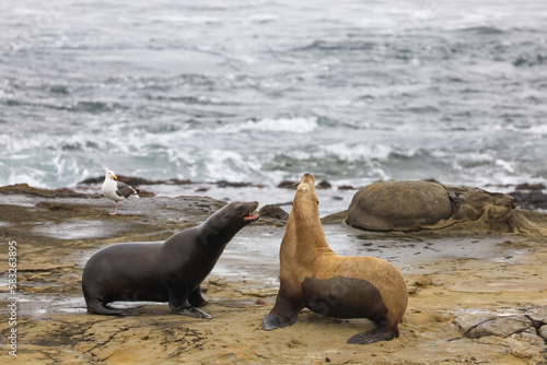 A male and a female sea lion roaring at each other by the ocean.