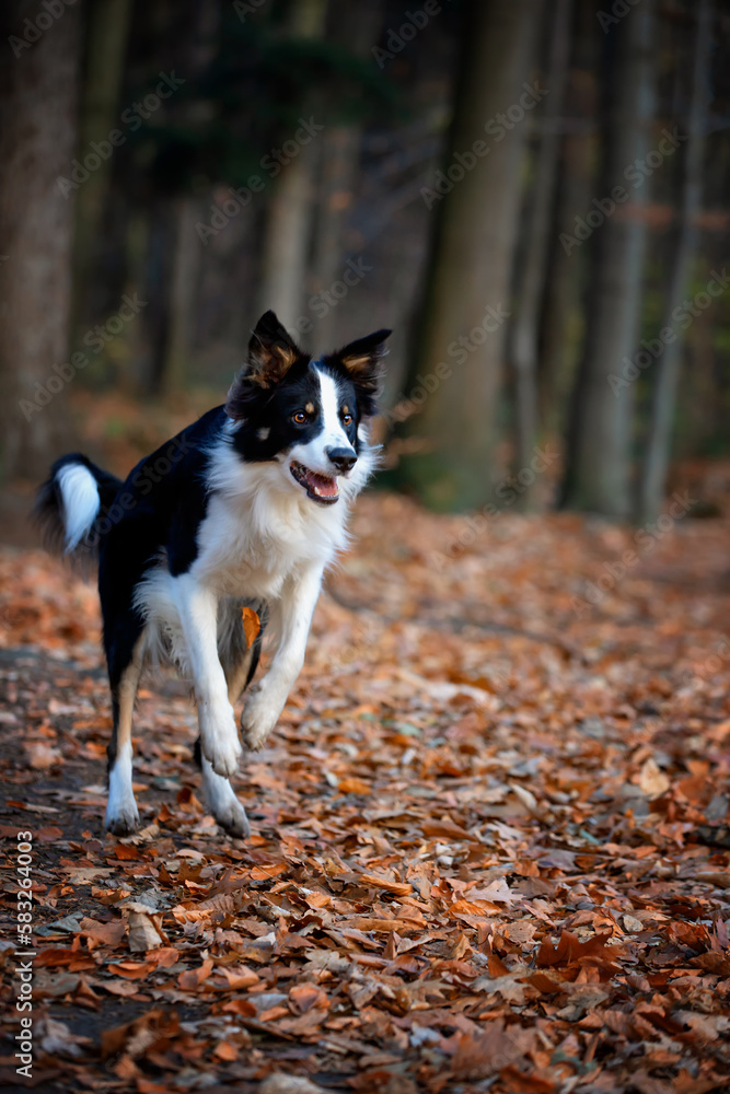 Border collie. Rasowy pies. Szkolenie psów. Inteligentne psy. Portrety psów. Zabawa ze zwierzakiem. Psie sesje zdjęciowe. Śmieszne psy. Słodki pies. Ulubieniec. Urocza poza. Border collie. Rasowy pies. Szkolenie psów. Inteligentne psy. Portrety psów. Zabawa ze zwierzakiem. Psie sesje zdjęciowe. Śmieszne psy. Słodki pies. Ulubieniec. Urocza poza.