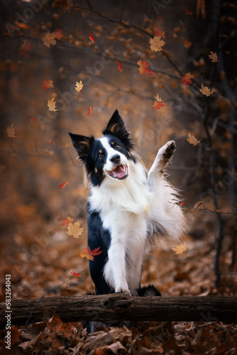 Jesień, las, rasowy pies Border Collie 