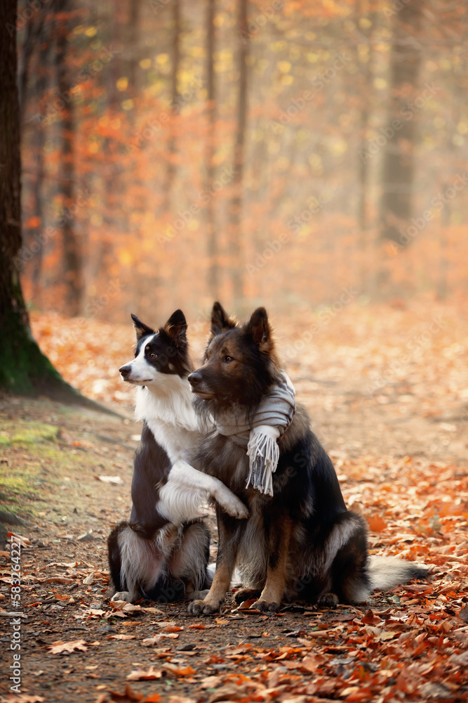 Pies, czysta rasa. Owczarek niemiecki i Border collie Pies, czysta rasa. Owczarek niemiecki i Border collie
