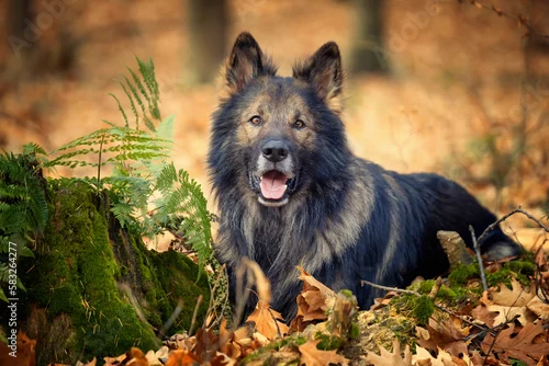 Obraz Pies, czysta rasa. Owczarek niemiecki