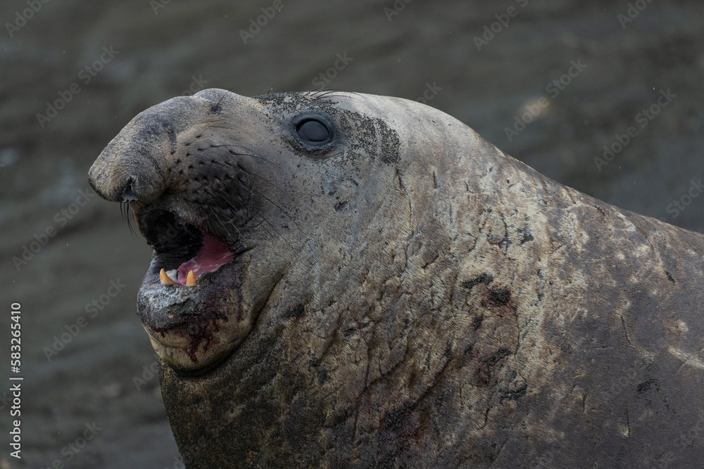 Fototapeta premium Elephant seal