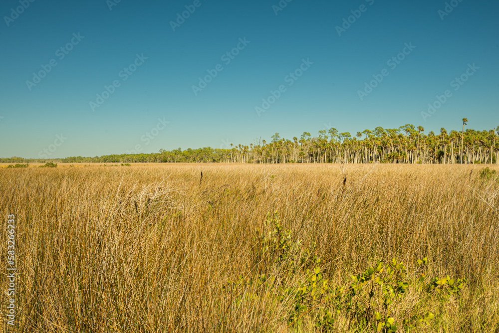 What is Florida sawgrass?
Image result for Florida Sawgrass
Sawgrass (Cladium jamaicense) is not a “true” grass, but actually a member of the sedge family, characterized by sharp teeth along the edges