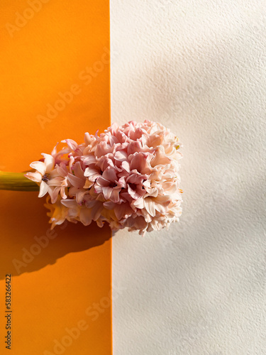 cute pink Hyacinth on an orange background