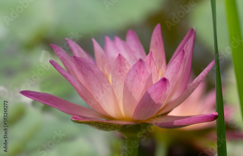 Close-up of a freshly blossomed pink water lily, against a green background in nature. The light shines through the petals.