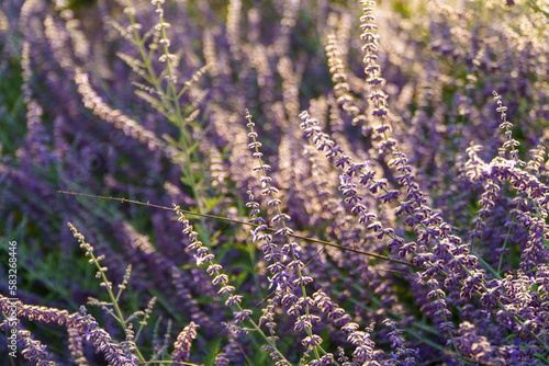 lavender flowers in the garden