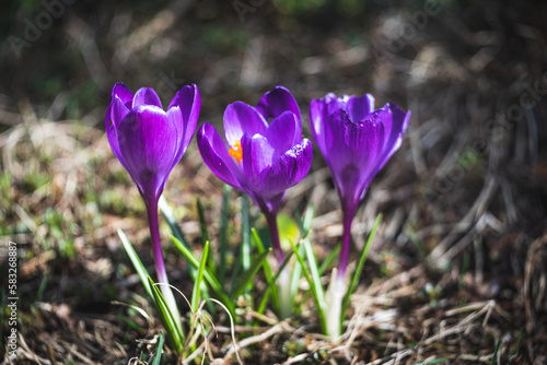 wiosenne kwiaty fioletowe krokusy w zbliżeniu