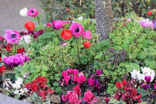 Wallpaper Mural 寄せ植えの草花 Torontodigital.ca