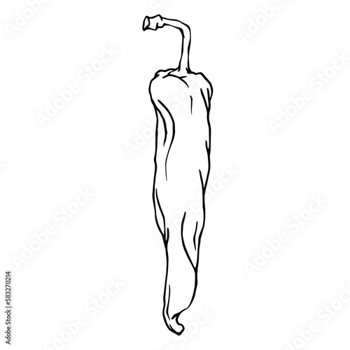 Botanical line sketch of hot mexican chili pepper.Vector graphic.	