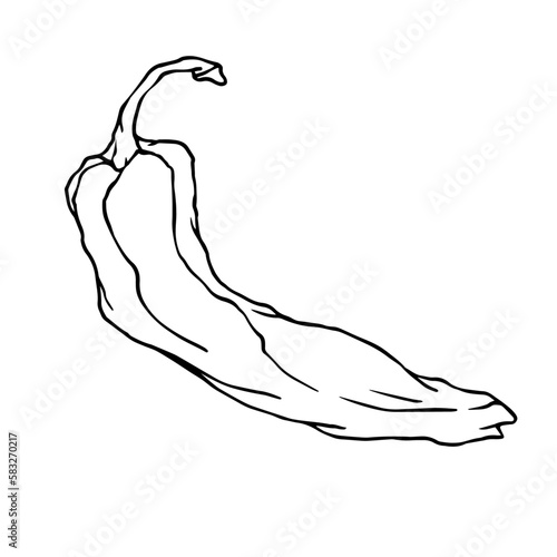 Botanical line sketch of hot mexican chili pepper.Vector graphic.	