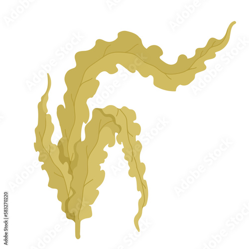 Seaweed.Marine flora. Vector graphics.