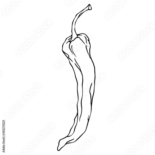 Botanical line sketch of hot mexican chili pepper.Vector graphic.	