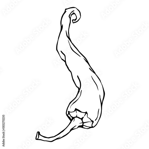 Botanical line sketch of hot mexican chili pepper.Vector graphic.	