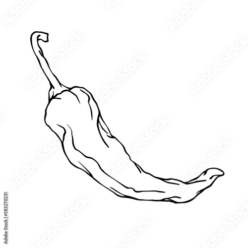 Botanical line sketch of hot mexican chili pepper.Vector graphic.	
