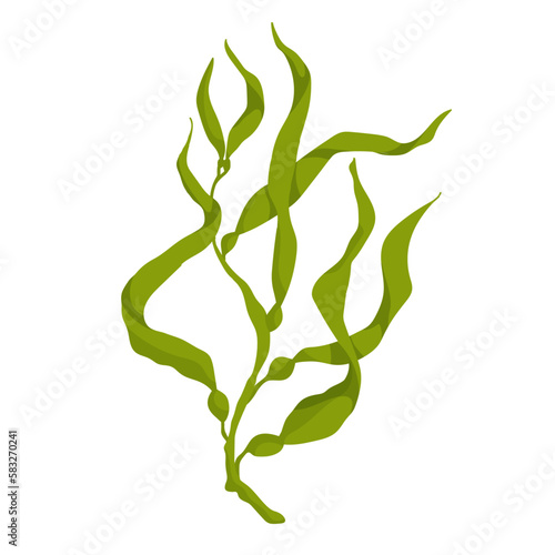 Seaweed.Marine flora. Vector graphics.