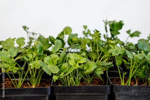 Young ranunculus plants. Plants in nursery containers.