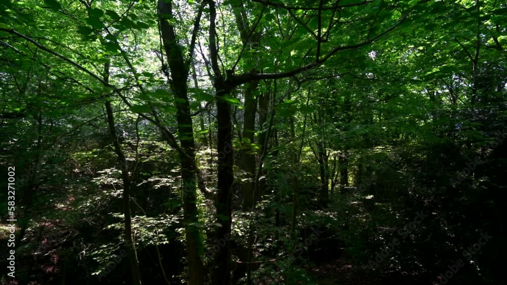 Moving forest scene in bright sunshine Moving forest scene in bright sunshine