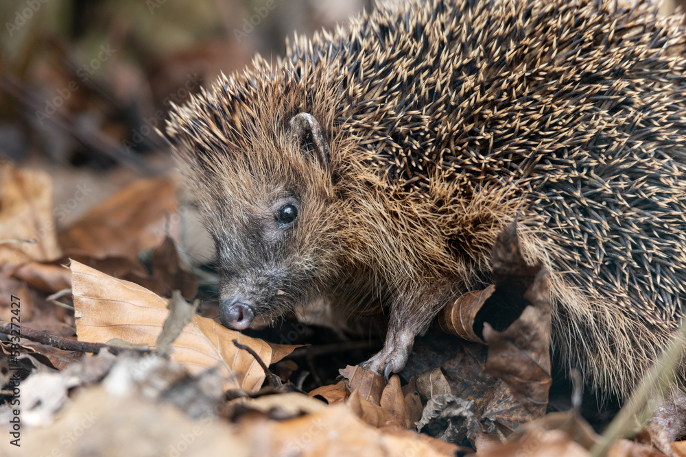 Fototapeta premium close-up of a small hedgehog in early spring, on dry brown beech leaves in autum colors. blurred background, blurred foreground