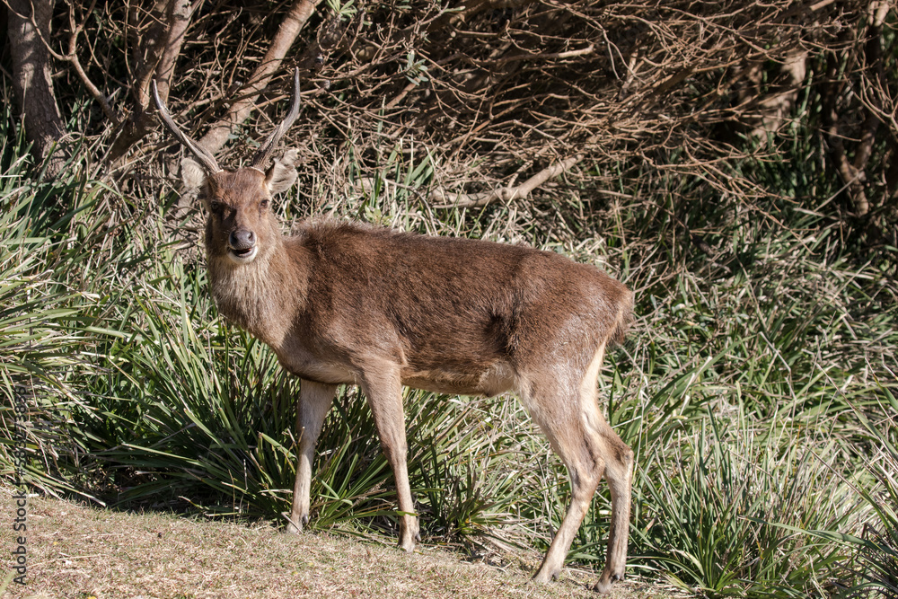 Feral Javan Rusa Deer in the Royal National Park, Sydney Australia Feral Javan Rusa Deer in the Royal National Park, Sydney Australia