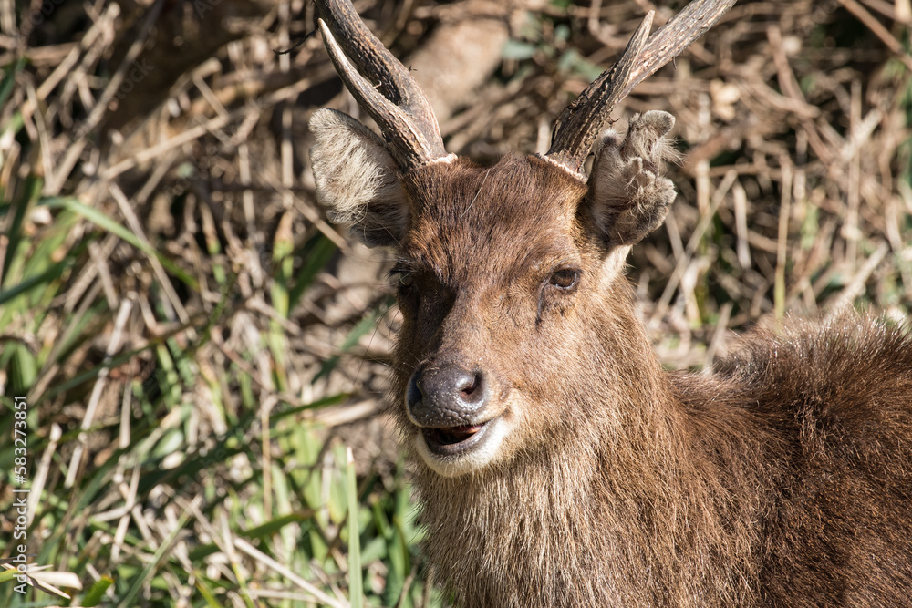 Feral Javan Rusa Deer in the Royal National Park, Sydney Australia Feral Javan Rusa Deer in the Royal National Park, Sydney Australia