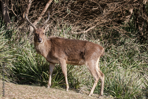 Feral Javan Rusa Deer in the Royal National Park, Sydney Australia photo