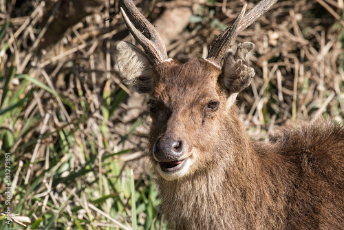 Fototapeta Naklejka Na Ścianę i Meble -  Feral Javan Rusa Deer in the Royal National Park, Sydney Australia
