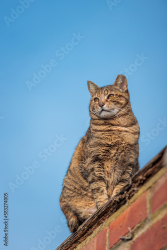 Lovely cat sitting on the roof of a house, sunny day, spring © gormakuma