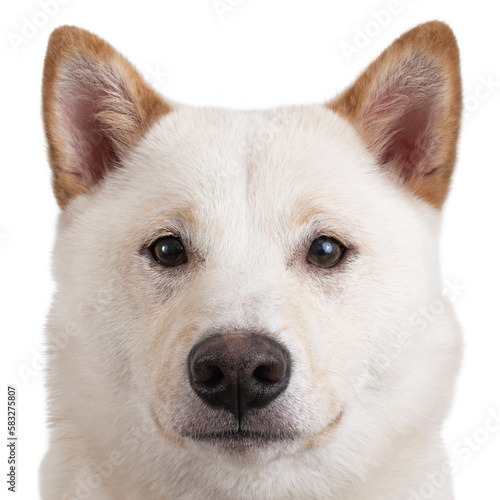 Portrait of a white Shiba Inu isolated on a white background