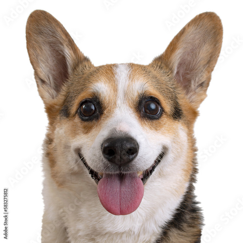 Portrait of a Tricolor Corgi Isolated on a white background