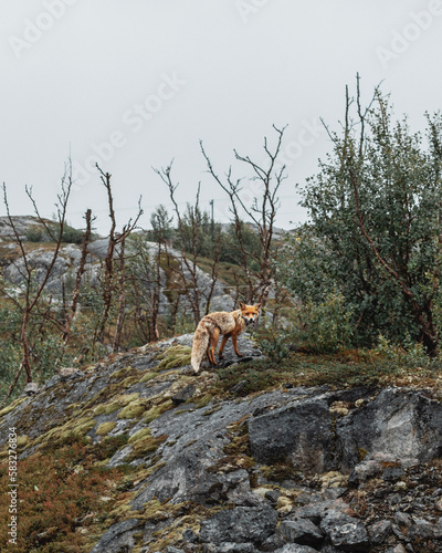 The Wild Fox