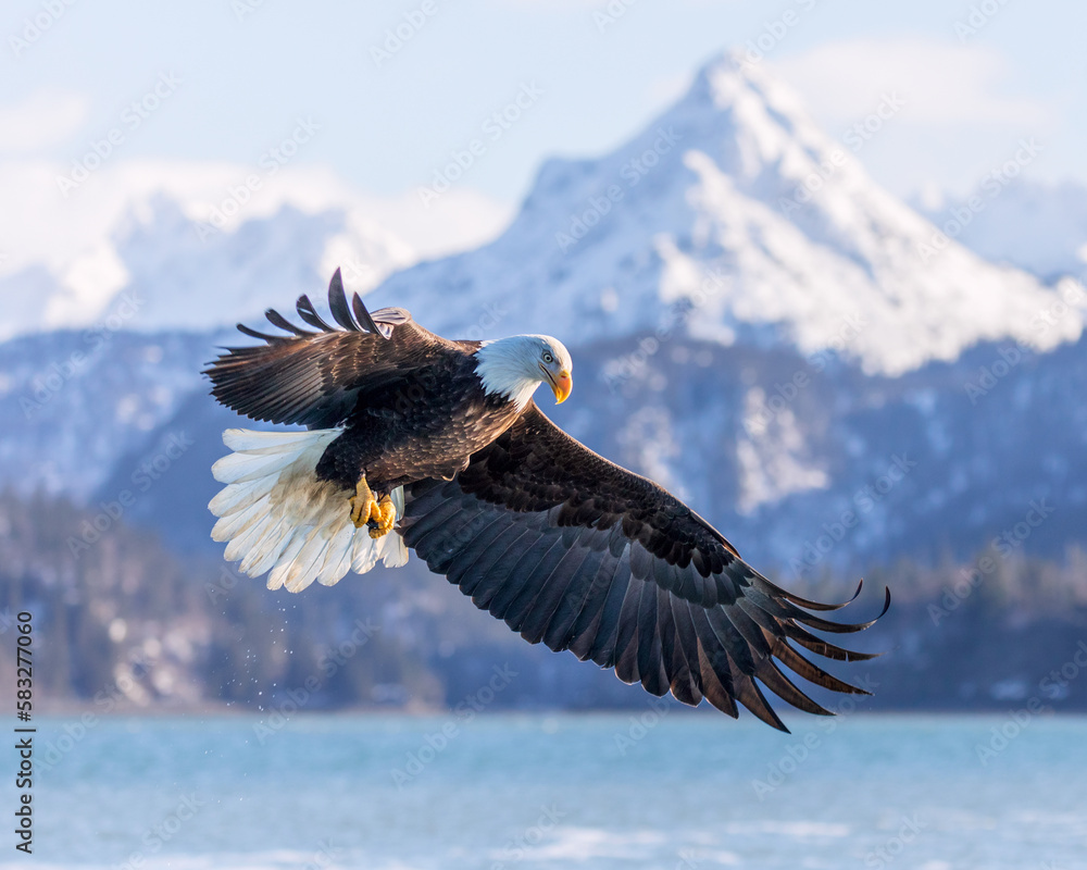 Bald Eagle, Homer Alaska, flying, wings spread, China Poot mountain landscape in background Bald Eagle, Homer Alaska, flying, wings spread, China Poot mountain landscape in background
