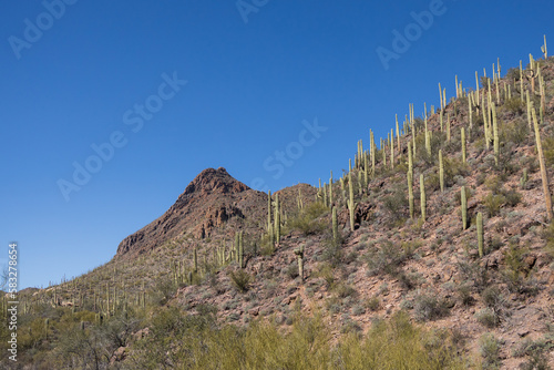 Saguaro cactus in Saguaro National Park, Arizona