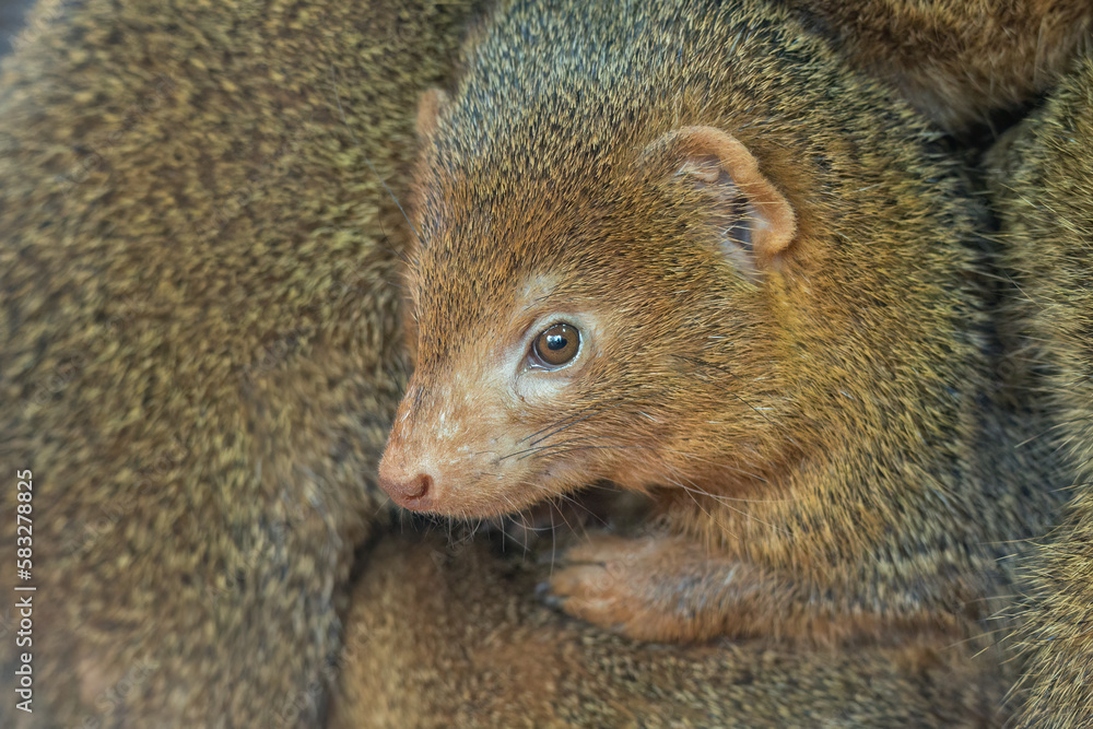 Common dwarf mongoose in detail. Common dwarf mongoose in detail.