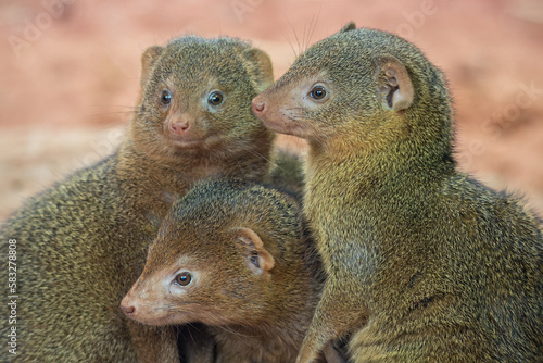 Fotografi Common dwarf mongoose in detail.