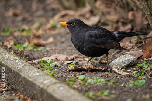 A male blackbird outside by the curb. © lapis2380