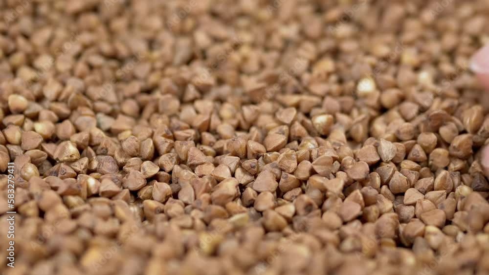 Farmer Hands Touching the Harvest of Raw Harvested Grains of Buckwheat. Close-up. Grain check. Brown granules and buckwheat particles pour into a pile of buckwheat. Healthy organic food. Texture. Farmer Hands Touching the Harvest of Raw Harvested Grains of Buckwheat. Close-up. Grain check. Brown granules and buckwheat particles pour into a pile of buckwheat. Healthy organic food. Texture.