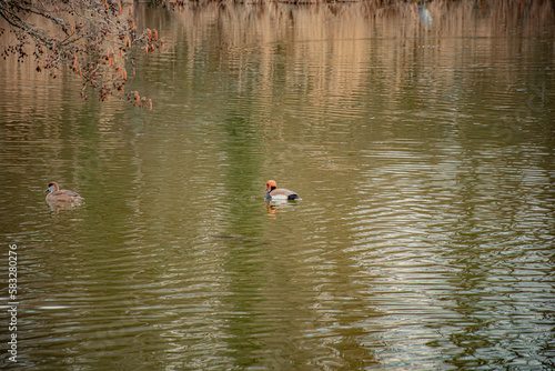big ducks on the lake © vardan