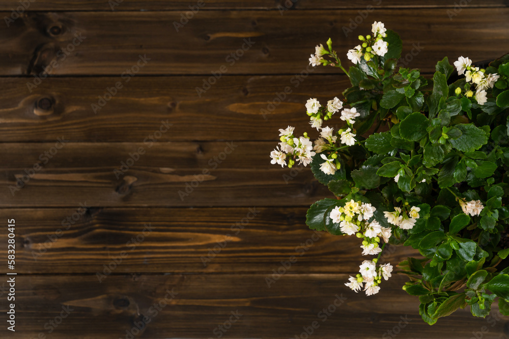 Top view of kalanchoe flowers standing on dark wooden table. Close up. Top view of kalanchoe flowers standing on dark wooden table. Close up.