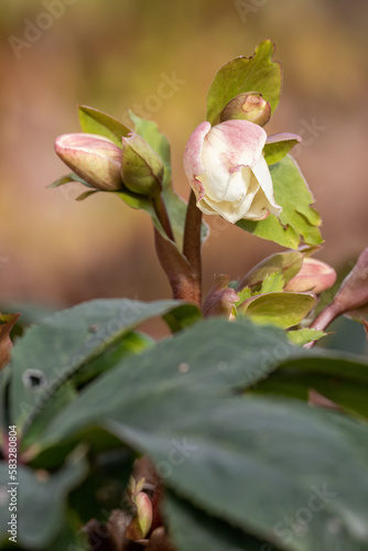 Yellow buds of hellebore outdoors in nature.