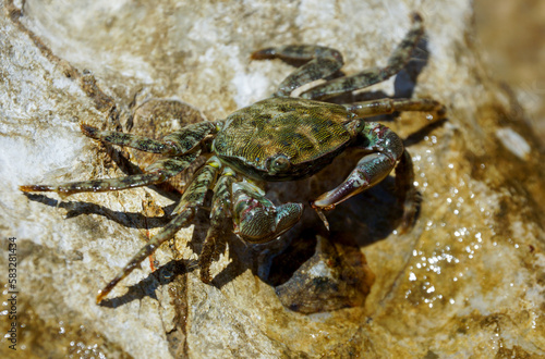 Marbled rock crab or Runner Crab  Pachygrapsus marmoratus  eating on the rocks of the Adriatic Sea.