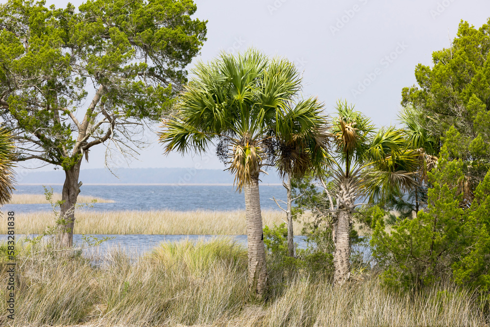 Obraz premium Native Florida palms and trees in a marsh on the Gulf coast.