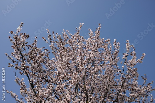A flowering plum tree in a park in Istanbul. © Valllery
