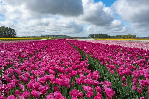 Wallpaper Mural Aerial from blossoming tulip fields in the Chile near Osorno Torontodigital.ca